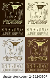 Set of vector drawing PEPPER MILKCAP in various colors. Hand drawn illustration. The Latin name is LACTARIUS PIPERATUS L.
