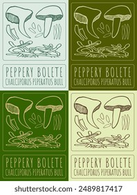Set of vector drawing PEPPERY BOLETE in various colors. Hand drawn illustration. The Latin name is CHALCIPORUS PIPERATUS BULL.
