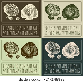 Set of vector drawing PIGSKIN POISON PUFFBALL in various colors. Hand drawn illustration. The Latin name is SCLERODERMA CITRINUM PERS.
