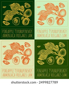 Conjunto de dibujo de Vector PINEAPPLE TSYURUPINSKIY en varios colores. Dibujado a mano ilustración. El nombre de Latina es ARMENIACA VULGARIS LAM.
