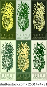 Set of vector drawing PINEAPPLE in various colors. Hand drawn illustration. Latin name is ANANAS COMOSUS L.
