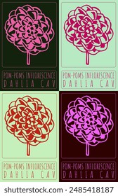 Set of vector drawing POM-POMS INFLORESCENCE in various colors. Hand drawn illustration. The Latin name is DAHLIA CAV.
