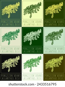 Set of vector drawing PONGELION ADANS in various colors. Hand drawn illustration. The Latin name is AILANTHUS DESF.
