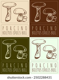 Set of vector drawing PORCINO in various colors. Hand drawn illustration. Latin name is BOLETUS EDULIS BULL.
