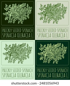 Set of vector drawing PRICKLY SEEDED SPINACH in various colors. Hand drawn illustration. The Latin name is SPINACIA OLERACEA L.
