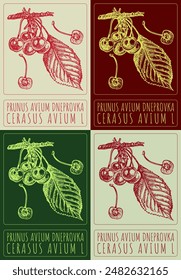 Set of vector drawing PRUNUS AVIUM DNEPROVKA in various colors. Hand drawn illustration. The Latin name is CERASUS AVIUM L
