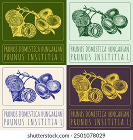 Set of vector drawing PRUNUS DOMESTICA HUNGARIAN in various colors. Hand drawn illustration. Latin name is PRUNUS INSITITIA L.
