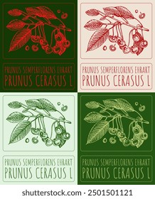 Set of vector drawing PRUNUS SEMPERFLORENS EHRART in various colors. Hand drawn illustration. Latin name is PRUNUS CERASUS L.
