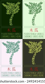 Set of vector drawing PSEUDOCYDONIA SINENSIS in Chinese in various colors. Hand drawn illustration. The Latin name is CHAENOMELES SINENSIS KOEHNE.
