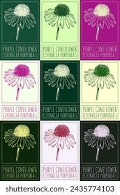  Set of vector drawing PURPLE CONEFLOWER in various colors. Hand drawn illustration. The Latin name is ECHINACEA PURPUREA L.