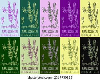 Satz von Vektorgrafik von PURPLE LOOSESTRIFE in verschiedenen Farben. Handgezeichnete Illustration. Lateinischer Name LYTHRUM SALICARIA L.
