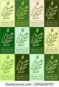 Set of vector drawing of PURPLE MILK-VETCH in various colors. Hand drawn illustration. Latin name ASTRAGALUS DANICUS RETZ.
