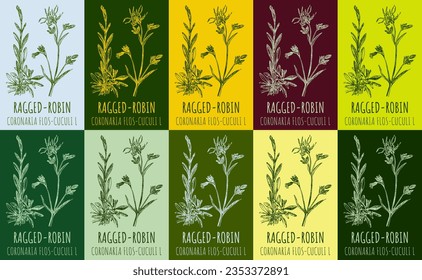 Set of vector drawing RAGGED-ROBIN in various colors. Hand drawn illustration. The Latin name is CORONARIA FLOS-CUCULI L.
