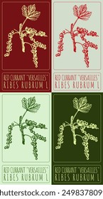 Set of vector drawing RED CURRANT VERSAILLES in various colors. Hand drawn illustration. Latin name is RIBES RUBRUM L.
