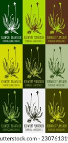 Set of vector drawing of RIBWORT PLANTAIN in various colors. Hand drawn illustration. Latin name PLANTAGO LANCEOLATA L.
