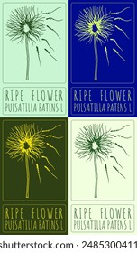 Set of vector drawing RIPE  FLOWER in various colors. Hand drawn illustration. The Latin name is PULSATILLA PATENS L.

