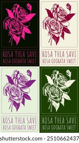 Conjunto de desenho vetorial ROSA THEA SAVI em várias cores. Ilustração desenhada à mão. O nome latino é ROSA ODORATA SWEET.
