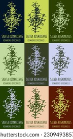 Set von Vektorgrafik von ROSMARINUS OFFICINALIS in verschiedenen Farben. Handgezeichnete Illustration. lateinischer Name Salvia rosmarinus.
