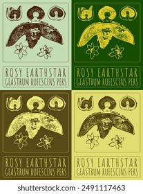 Set of vector drawing ROSY EARTHSTAR in various colors. Hand drawn illustration. The Latin name is GEASTRUM RUFESCENS PERS.
