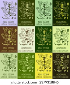 Set of vector drawing of ROUGH COCKLEBUR in various colors. Hand drawn illustration. Latin name XANTHIUM STRUMARIUM  L.
