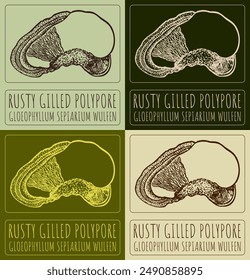 Set of vector drawing RUSTY GILLED POLYPORE in various colors. Hand drawn illustration. The Latin name is GLOEOPHYLLUM SEPIARIUM WULFEN.
