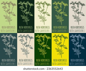 Set of vector drawing of RUTA HORTENSIS in various colors. Hand drawn illustration. Latin name RUTA GRAVEOLENS L.
