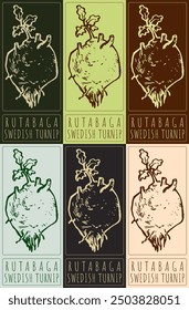 Set of vector drawing RUTABAGA in various colors. Hand drawn illustration. Latin name is SWEDISH TURNIP.
