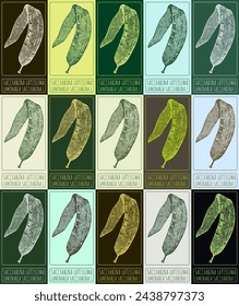 Set of vector drawing SACCHARINA LATISSIMA in various colors. Hand drawn illustration. The Latin name is CRATAEGUS LAMINARIA SACCHARINA L.
