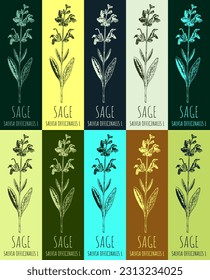 Conjunto de dibujo vectorial de salvia en varios colores. Ilustración dibujada a mano. Nombre latino Salvia officinalis L.
