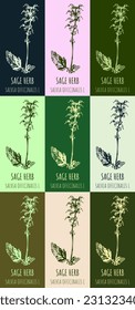 Set of vector drawing of sage  in various colors. Hand drawn illustration. Latin name Salvia officinalis L.
