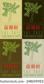 Set von Vektorgrafik Zeichnung SAL TREE in Chinesisch in verschiedenen Farben. Handgezeichnete Illustration. Der Name des Latins ist SHOREA ROBUSTA GAERTN.
