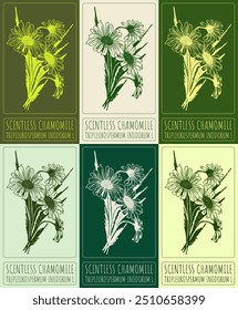 Set of vector drawing SCENTLESS CHAMOMILE in various colors. Hand drawn illustration. Latin name is TRIPLEUROSPERMUM INODORUM L.
