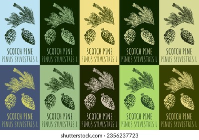Set of vector drawing SCOTCH PINE in various colors. Hand drawn illustration. The Latin name is PINUS SYLVESTRIS  L.
