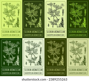 Zeichensatz der Vektorgrafik von SELINUM AROMATICUM   in verschiedenen Farben. Handgezeichnete Illustration. lateinische Bezeichnung CHAEROPHYLLUM AROMATICUM L.

