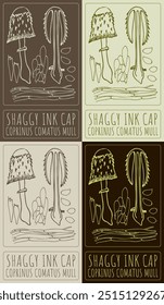 Set of vector drawing SHAGGY INK CAP in various colors. Hand drawn illustration. Latin name is COPRINUS COMATUS MULL.
