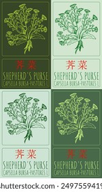 Set of vector drawing SHEPHERD'S PURSE in Chinese in various colors. Hand drawn illustration. Latin name is CAPSELLA BURSA-PASTORIS L.
