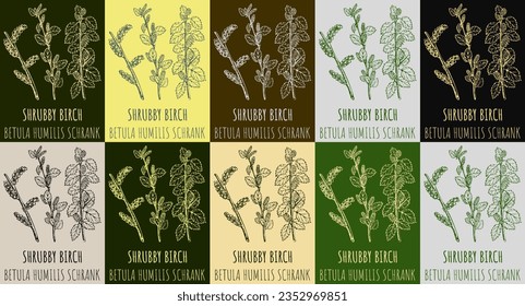 Set of vector drawing SHRUBBY BIRCH in various colors. Hand drawn illustration. The Latin name is BETULA HUMILIS SCHRANK.
