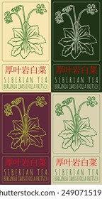 Set of vector drawing SIBERIAN TEA in Chinese in various colors. Hand drawn illustration. The Latin name is BERGENIA CRASSIFOLIA FRITSCH.
