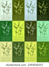 Set of vector drawing SILENE LATIFOLIA  in various colors. Hand drawn illustration. Latin name MELANDRIUM ALBUM MILL.
