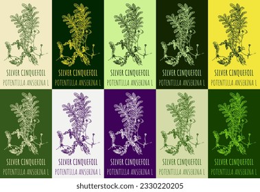 Set of vector drawing SILVER CINQUEFOIL in various colors. Hand drawn illustration. The Latin name is potentilla anserina L.

