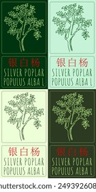 Set of vector drawing SILVER POPLAR in Chinese in various colors. Hand drawn illustration. Latin name is POPULUS ALBA L.
