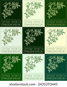 Set of vector drawing SOPHORA JAPONICA in various colors. Hand drawn illustration. The Latin name is STYPHNOLOBIUM JAPONICUM L.
