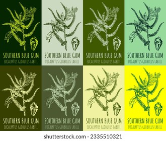 Set of vector drawing SOUTHERN BLUE GUM in various colors. The Latin name is EUCALYPTUS GLOBULUS LABILL.