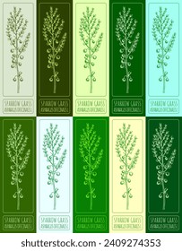 Set vector drawing of SPARROW GRASS in various colors. Hand drawn illustration. Latin name ASPARAGUS OFFICINALIS L.
