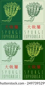 Set of vector drawing SPURGE in Chinese in various colors. Hand drawn illustration. Latin name is EUPHORBIA L.
