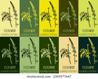 Satz von Vektorgrafik STICKLEWORT in verschiedenen Farben. Handgezeichnete Illustration. Der lateinische Name ist AGRIMONIA EUPATORIA L.
