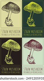 Set of vector drawing  STRAW MUSHROOM in various colors. Hand drawn illustration. The Latin name is VOLVARIELLA VOLVACEA BULL.
