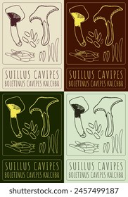 Set of vector drawing SUILLUS CAVIPES in various colors. Hand drawn illustration. The Latin name is BOLETINUS CAVIPES KALCHBR.
