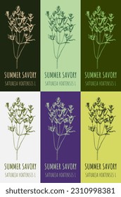 Set of vector drawing of SUMMER SAVORY  in various colors. Hand drawn illustration. Latin name SATUREJA HORTENSIS L.
