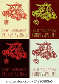 Set of vector drawing SWEET CHERRY SKOROSPELKA in various colors. Hand drawn illustration. The Latin name is PRUNUS AVIUM L.
